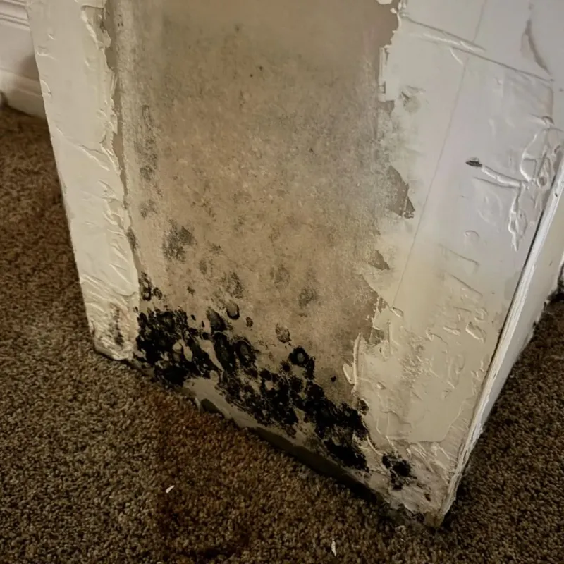 Professional Mold Removal in Celina, TN